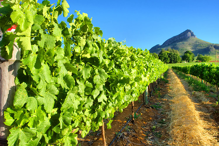 Stellenbosch