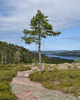 Höga Kusten