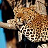 Rondreis Zambia, Malawi, Tanzania en Zanzibar