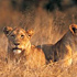 Best of Africa