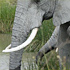 Best of Africa