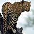 Kampeersafari van Kenia tot Zuid-Afrika