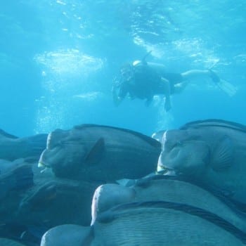 Bultkop Papegaaivis