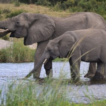 In het Krugerpark