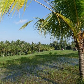 Rijstvelden UBUD