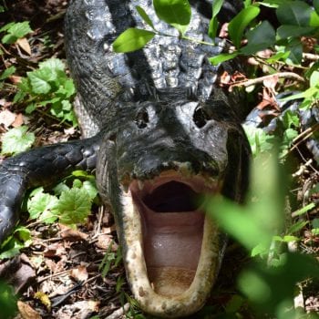 Alligator!