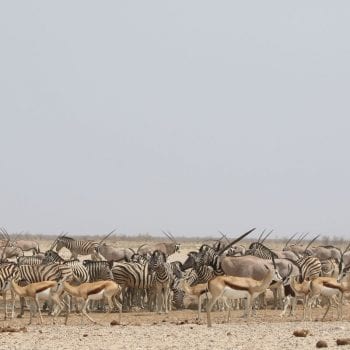 Etosha NP