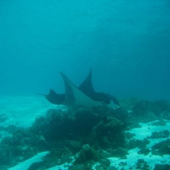 Manta Point Flores