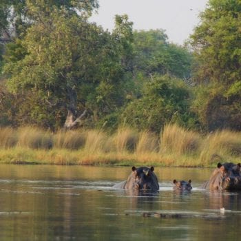 Nijlpaarden in Okavango Delta