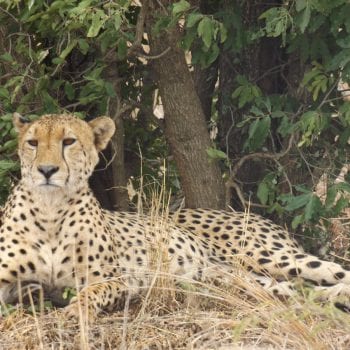 Kruger National park