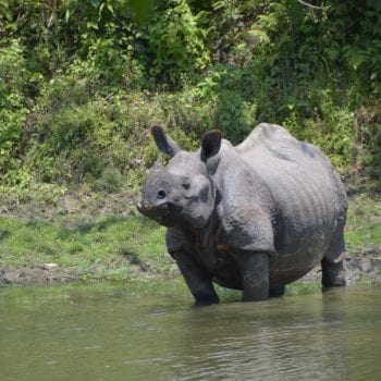 neushoorn in Chitwan 