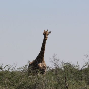 Veel giraffen gespot