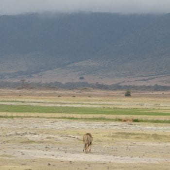 Ngorogoro