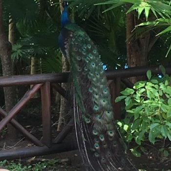 Dieren in de tuin