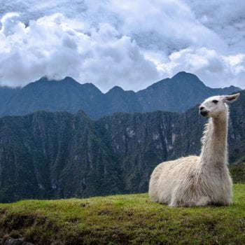Alpaca