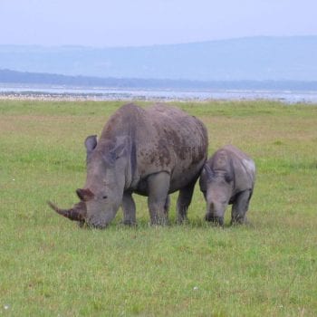 Neushoorn met jong in Lake Nakuru National Park