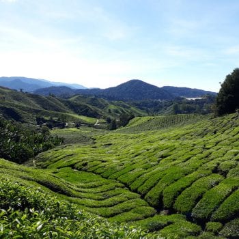 Boh theeplantages