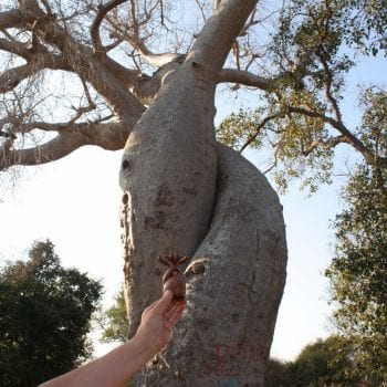 Des Baobabs Amoureux