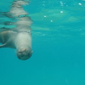 Galapagos en zeehond 