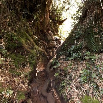 mossy forest
