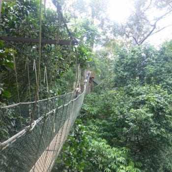 Canopy Walk