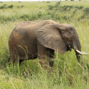 Olifant