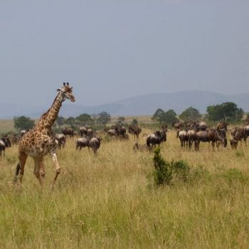 Giraffe en wildebeesten in Masai Mara