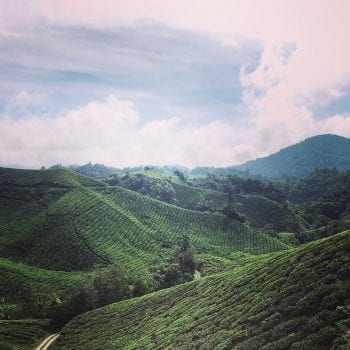 Cameron Highlands - Best of Highlands theeplantage 