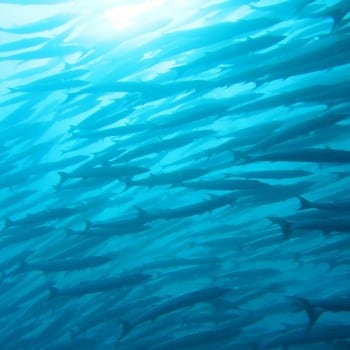 Barracuda's 