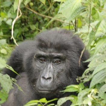 Dames gorilla