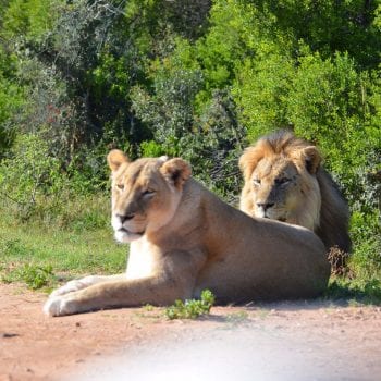 De leeuwen van Addo NP