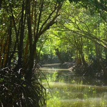 Mangrove van krabi