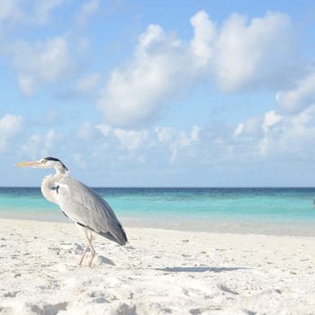 Het mooie strand 