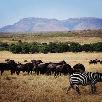 Migratie, Masai Mara