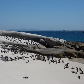 Boulder's beach pinguins richting Kaap de Goede Hoop