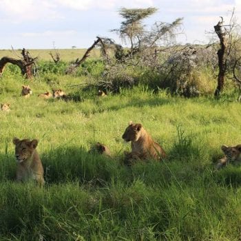 Leeuwen welpen in de Serengeti