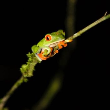 Heel veel vlinders, luiaards, vogels en kikkers gezien