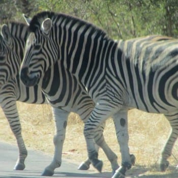 Zebrapad