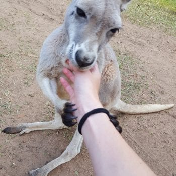 "Roo" in Australia Zoo