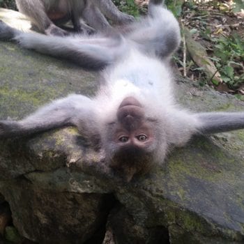 Monkey Forrest. 