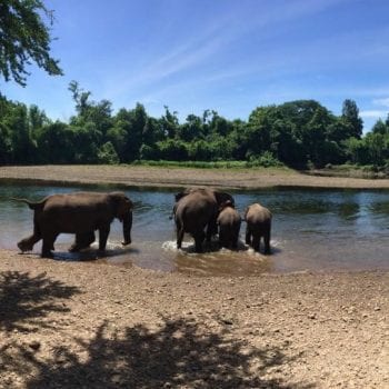 Elphantsworld