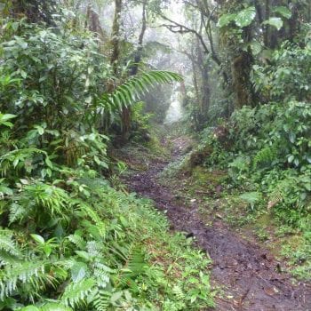 Monteverde nevelwoud