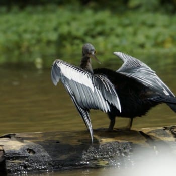 Gespot in Tortuguero