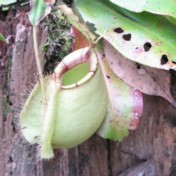 bekerplanten