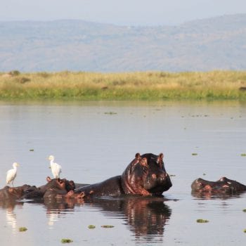 Nijlpaarden spotten op de rivier in Murchison Falls