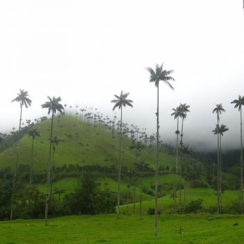 Valle de cocora