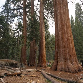 Giant Forest