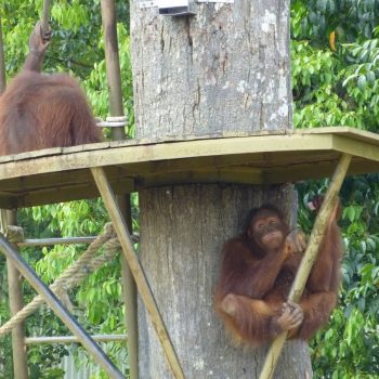 Bukit Merah
