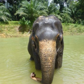 Olifant