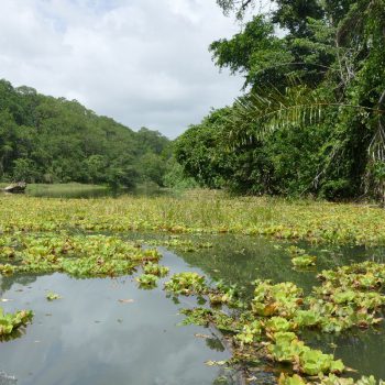 de bootreis naar tortuguero np